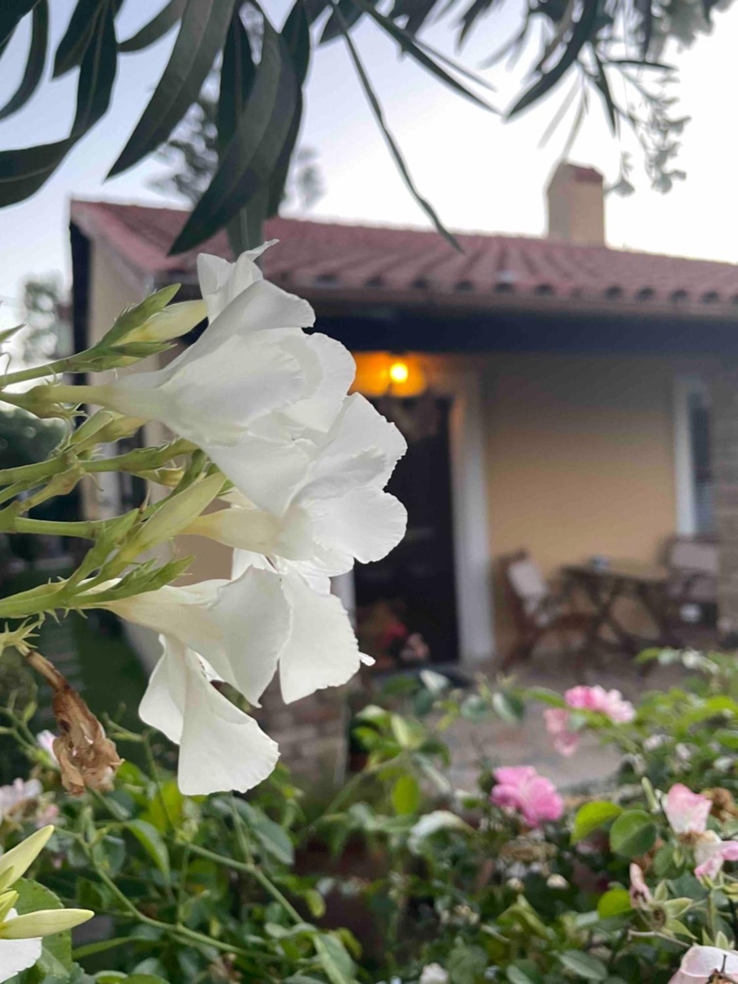 Villa Tina Country Beach Apartments Acharavi  Pokój zdjęcie